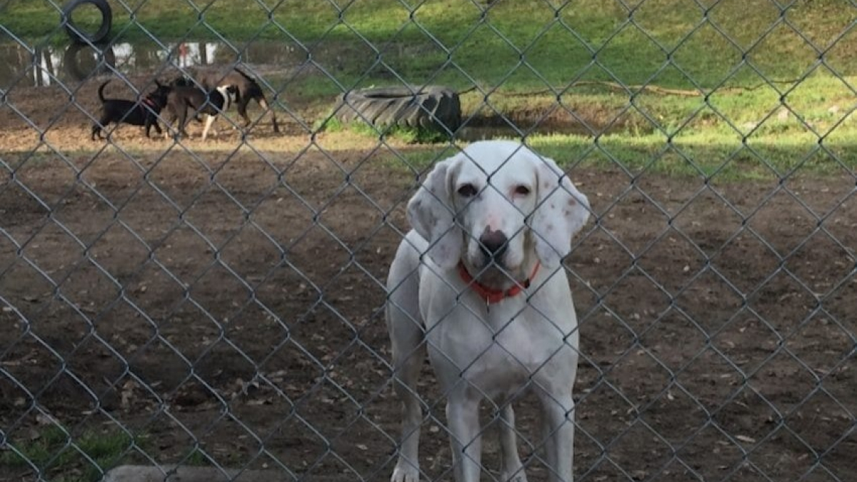 Illustration : "Ce chien est revenu au refuge 11 fois en une année"