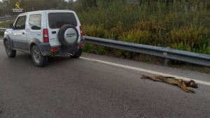 Illustration : Espagne : Un conducteur arrêté après avoir traîné son chien sur plusieurs kilomètres