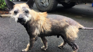 Illustration : Un chien en triste état leur coupe la route. Ils décident de lui venir en aide