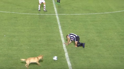 Illustration : Argentine : L’amusant tacle d’un chien sur un joueur de football