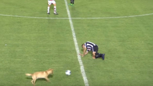 Illustration : Argentine : L’amusant tacle d’un chien sur un joueur de football