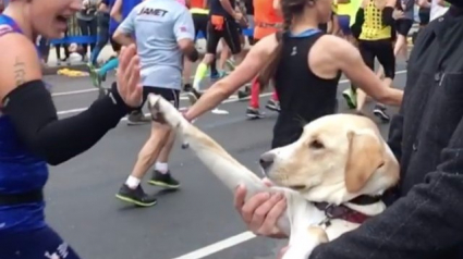 Illustration : Un chien encourage les coureurs lors du marathon de New York