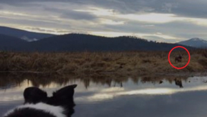 Illustration : Etats-Unis : Un chien de chasse perdu, retrouvé grâce à des congénères spécialisés dans le sauvetage