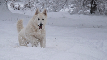 Illustration : Russie : Un homme asperge d’eau son chien par -32°C, le laissant mourir de froid