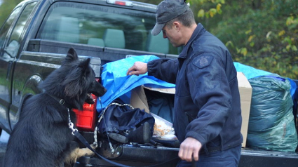 Illustration : Canada : Un voleur de voiture à la conduite dangereuse arrêté grâce au chien de la police