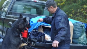 Illustration : Canada : Un voleur de voiture à la conduite dangereuse arrêté grâce au chien de la police