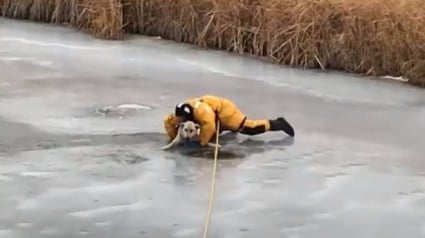 Illustration : Canada : Un chien pris au piège dans la glace, sauvé par les pompiers