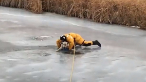 Illustration : Canada : Un chien pris au piège dans la glace, sauvé par les pompiers