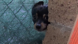 Illustration : Partie chercher à manger, cette chienne n’a pas retrouvé ses chiots. Une association les réunit