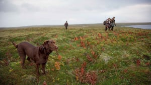 Illustration : Gard (30) : Un chien de chasse et son maître retrouvés morts 