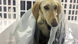 Illustration : Angleterre : Un chien sauvé d’une mort certaine par la police