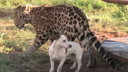 Illustration : L’étonnante et belle amitié entre un chien et un… jaguar !