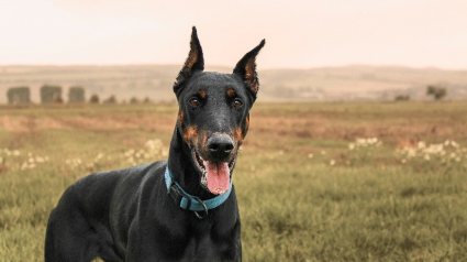 Illustration : Le braquage d’un buraliste avorté grâce à son chien