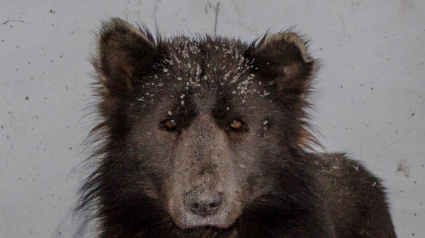 Illustration : Est-ce un loup ou un ours ? C’est un chien, révèlent les experts