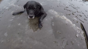 Illustration : Angleterre : Sauvetage d’un chien tombé dans l’eau glacée