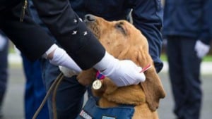 Illustration : Un chien de la gendarmerie de Seine-et-Marne reçoit la médaille de la Défense nationale