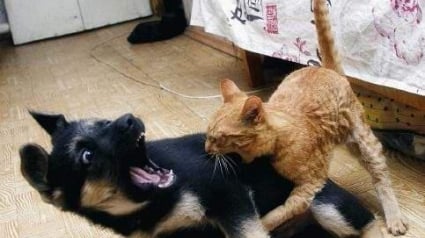 Illustration : 15 photos de chiens terrifiés par des chats