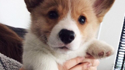 Illustration : 18 raisons qui vous donneront envie d'adopter un Corgi ! 