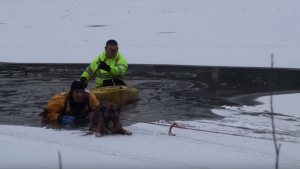 Illustration : Etats-Unis : un chien sauvé in extremis de la noyade dans un lac gelé dans l’Illinois