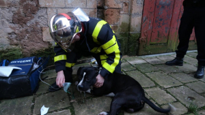 Illustration : Sedan (08) : Les pompiers portent secours à un chien intoxiqué par la fumée