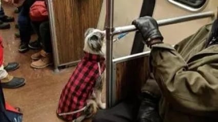 Illustration : Etats-Unis : Grosse frayeur pour la propriétaire d’un chien dans un train de Boston