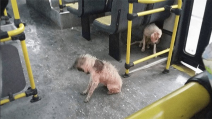 Illustration : Un conducteur de bus enfreint le règlement pour mettre des chiens errants à l’abri de la tempête