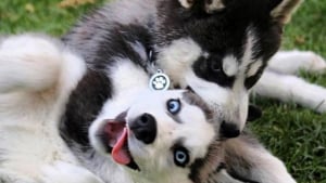 Illustration : 15 photos de chiens husky qui parlent d'elles-même