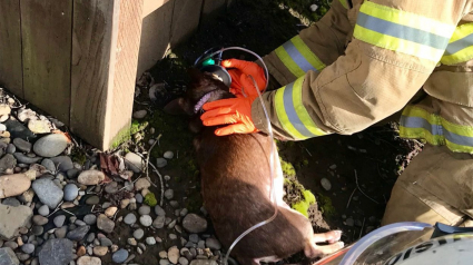 Illustration : Etats-Unis : Les pompiers sauvent un chien des flammes et le raniment avec un masque à oxygène spécial