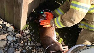 Illustration : Etats-Unis : Les pompiers sauvent un chien des flammes et le raniment avec un masque à oxygène spécial