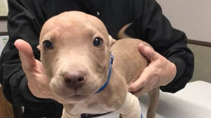 Illustration : Attaqué par un congénère, ce chiot pitbull sous-nourri et malade a droit à un nouveau départ