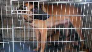 Illustration : Seine-Saint-Denis : Des chiens de sécurité découverts dans un squat insalubre