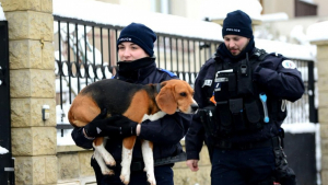 Illustration : Viroflay (78) : Un chien bloqué dans le froid et la neige restitué à son propriétaire grâce aux policiers