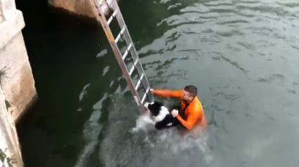 Illustration : Un chien tombé dans un bassin, secouru par les pompiers