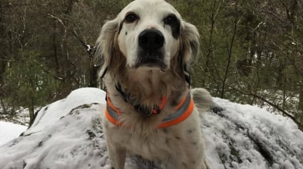 Illustration : Un chien meurt en défendant son maître face à un ours