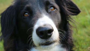 Illustration : Le corps sans vie d’un chien retrouvé sur une plage bretonne