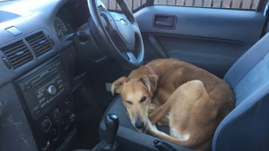 Illustration : Abandonné dans un van ce chien trouve ses sauveurs
