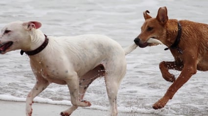 Illustration : 4 informations à connaître sur la queue du chien