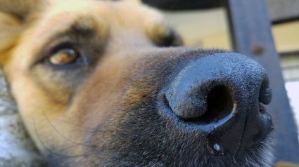 Illustration : 5 causes de vomissements chez le chien