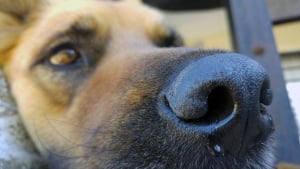 Illustration : 5 causes de vomissements chez le chien