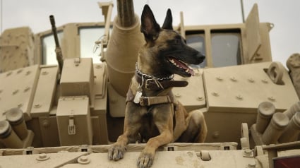 Illustration : Un rapport du Pentagone dénonce les mauvais traitements réservés à des chiens de l’armée américaine