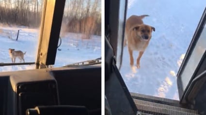 Illustration :  Tous les matins, cette conductrice de bus scolaire s’arrête pour nourrir un chien errant