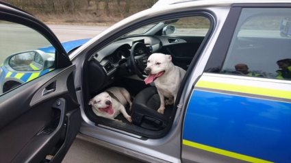 Illustration : 2 chiens égarés s'infiltrent dans la voiture des policiers en intervention sur l'autoroute