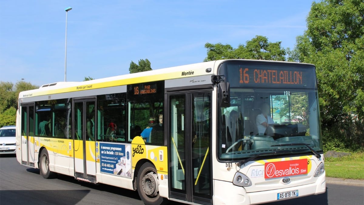 Illustration : "Un conducteur de bus mordu par un usager qui refusait de museler son chien"