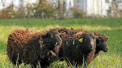 Illustration : Un troupeau de moutons victime d’une horde de chiens errants 