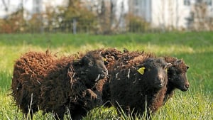 Illustration : Un troupeau de moutons victime d’une horde de chiens errants 