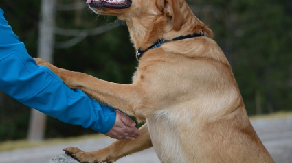 Illustration : Une maison de retraite accueille un chien d'assistance pour accompagner ses résidents !