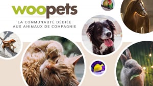 Illustration : Woopets.fr : Le nouveau site référence sur tous les animaux de compagnie !