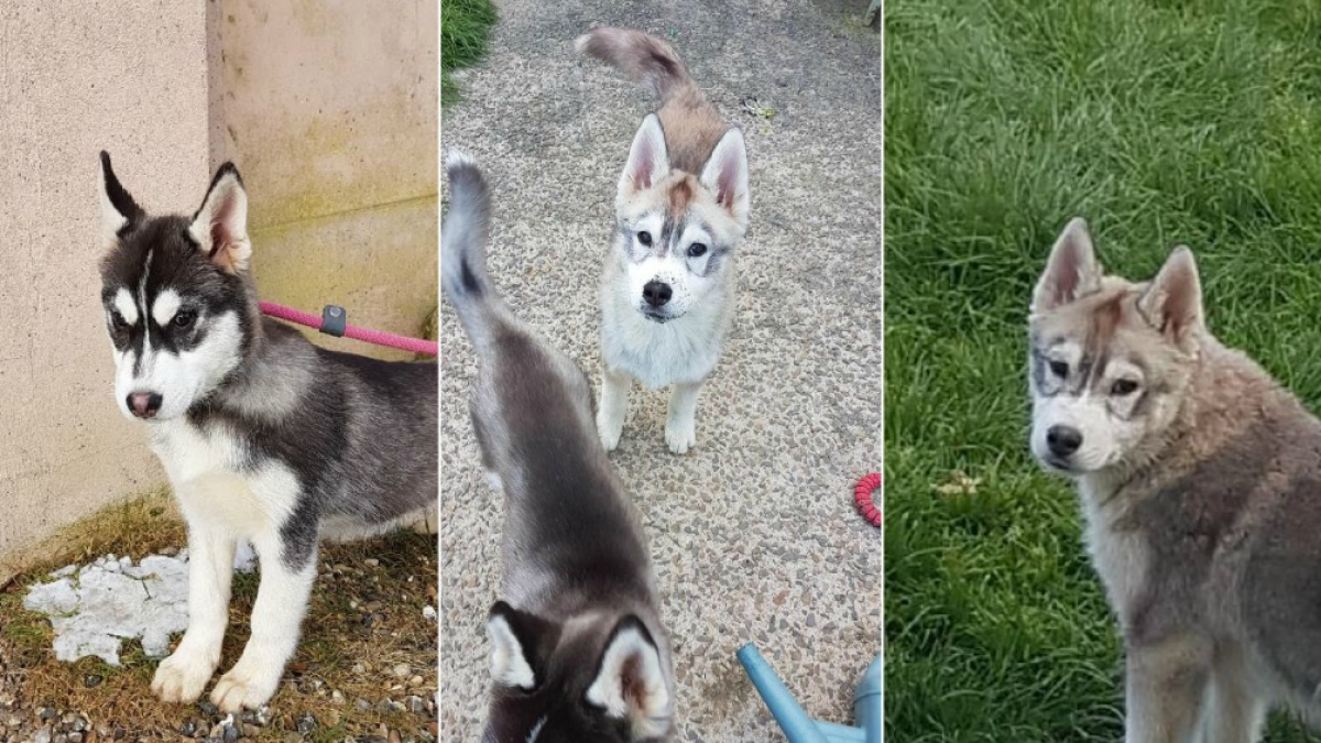 Illustration : "Restitution de 3 des chiots Husky volés en janvier dernier dans l'Oise"