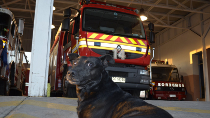 Illustration : Des pompiers rendent hommage au chien avec lequel ils partageaient leur quotidien à la caserne