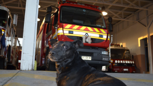 Illustration : Des pompiers rendent hommage au chien avec lequel ils partageaient leur quotidien à la caserne